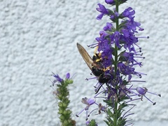 Philanthus triangulum