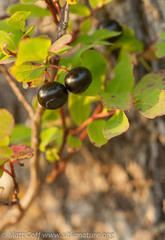 Vaccinium alaskaense