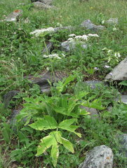 Heracleum freynianum