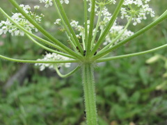 Heracleum freynianum