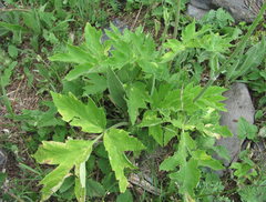 Heracleum freynianum
