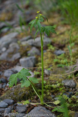 Ranunculus uncinatus