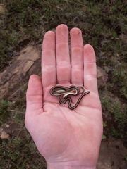 Homoroselaps dorsalis