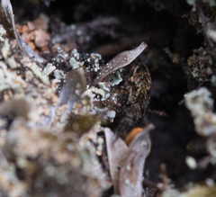 Pedetontus submutans