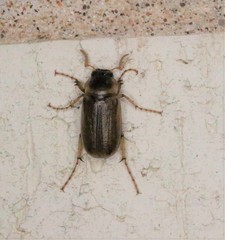 Phyllophaga tusa