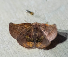 Garaeus