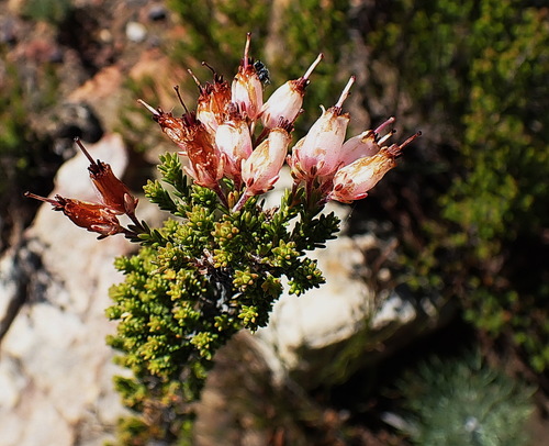 Image of Erica recta by no rights reserved