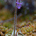 Hairy Butterwort - Photo (c) M. Goff, some rights reserved (CC BY-NC-SA), uploaded by M. Goff