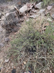 Petalidium aromaticum