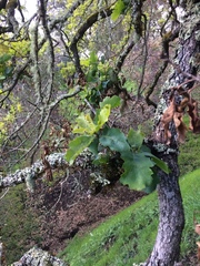 Quercus × eplingii