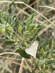 Petalidium aromaticum