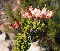 Erica recta
