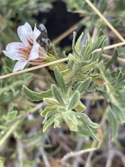 Petalidium aromaticum