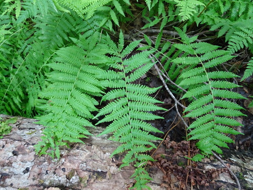 Coryphopteris simulata image