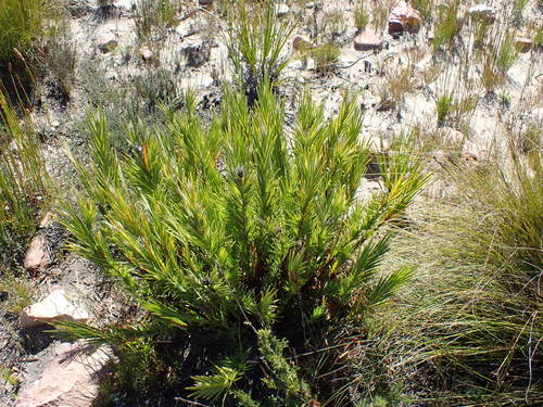Image of Nivenia inaequalis by no rights reserved