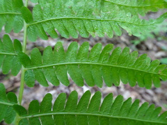 Coryphopteris simulata image