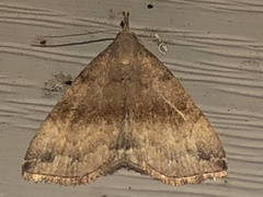 Phalaenostola eumelusalis