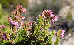 Erica recta