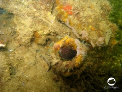 Parablennius postoculomaculatus