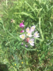 Allium roseum