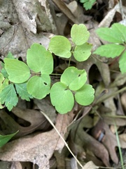 Thalictrum thalictroides