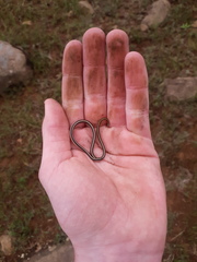 Homoroselaps dorsalis