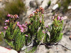 Erica recta