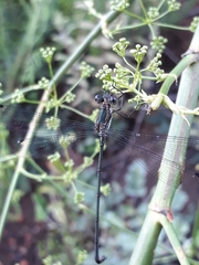 Chlorolestes tessellatus