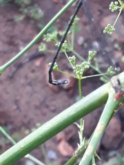 Chlorolestes tessellatus