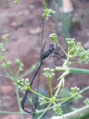 Chlorolestes tessellatus