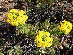 Euryops rehmannii