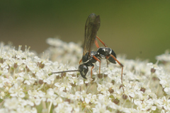 Ceropalinae