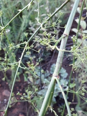 Chlorolestes tessellatus