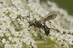 Ceropalinae