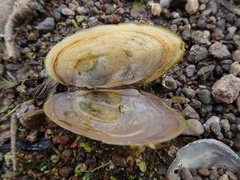 Atlanticoncha ochracea