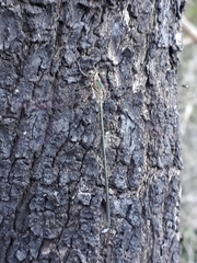 Chlorolestes tessellatus