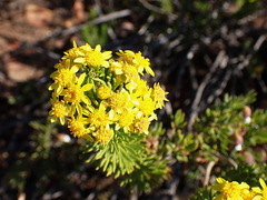 Euryops rehmannii