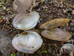 Atlanticoncha ochracea