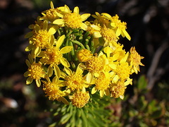 Euryops rehmannii