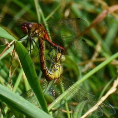 Sympetrum sanguineum