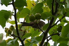 Curruca communis