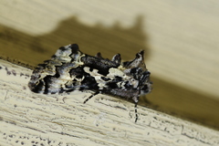 Syngrapha rectangula