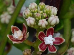 Cynanchum lanhsuense