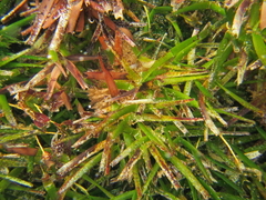 Amphibolis griffithii