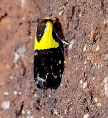 Rectiostoma xanthobasis