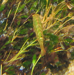 Heteroscarus acroptilus