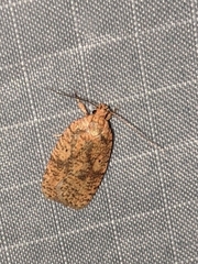 Agonopterix robiniella