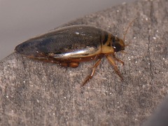 Thermonectus nigrofasciatus