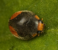 Cryptogonus