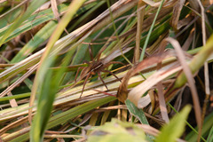 Dolomedes striatus